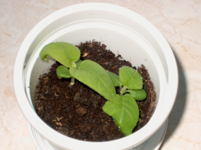 Alf und Bet am 17.05.2007